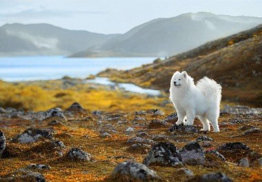 Samoyed dog