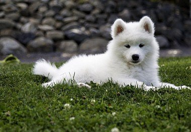 Samoyed dog