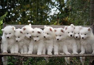 Samoyed dog