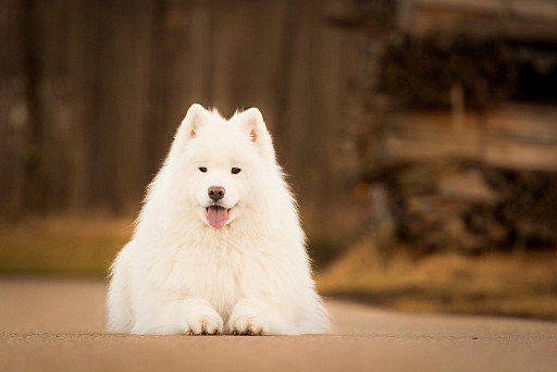 Samoyed Dog