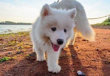 Samoyed dog