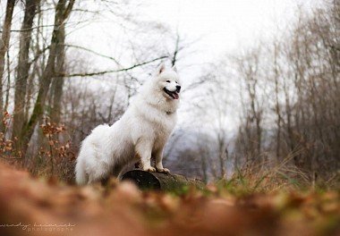 Samoyed dog