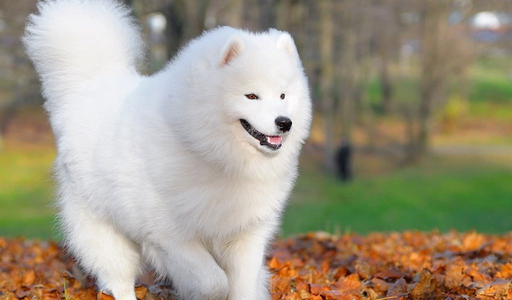 Samoyed dog