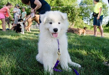 Samoyed dog