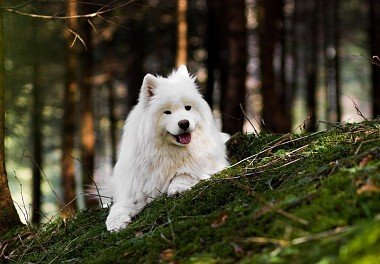 Samoyed dog