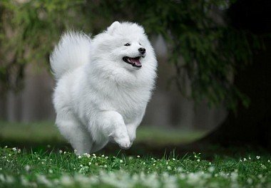 Samoyed dog