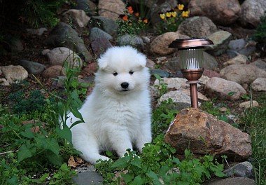 Samoyed dog