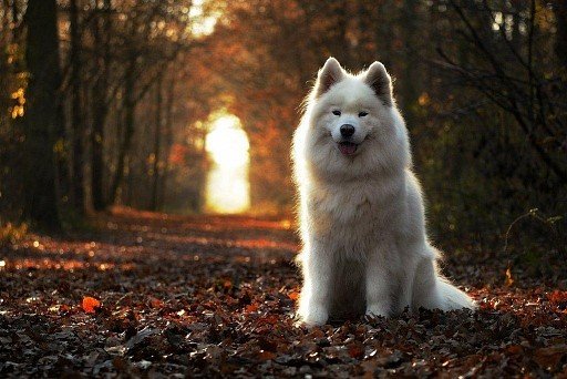 Bear type of Samoyed