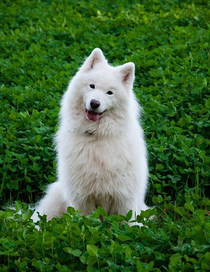 Samoyed