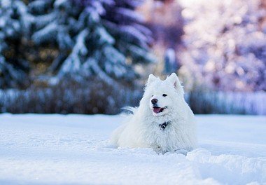 Samoyed dog