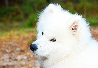 Samoyed dog