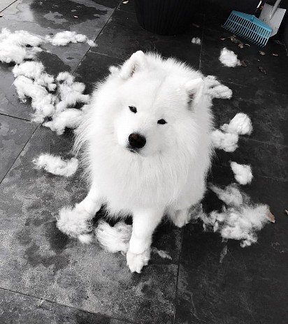 Samoyed's molt