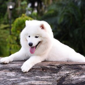 Samoyed Dog