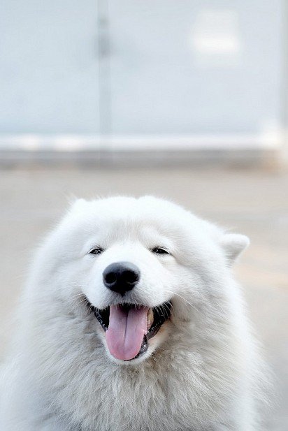 Smiley dog