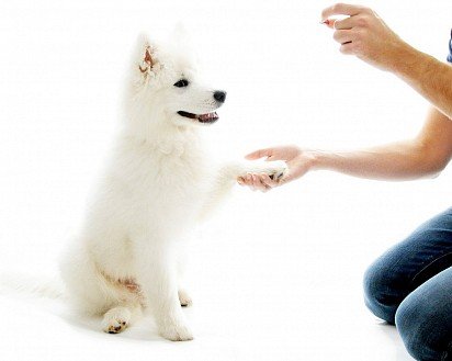 Samoyed Training