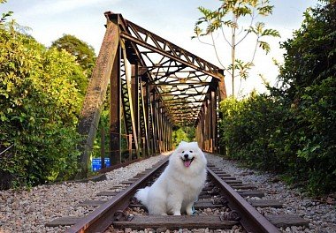 Samoyed Dog