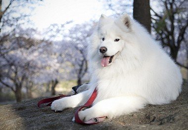 Samoyed dog