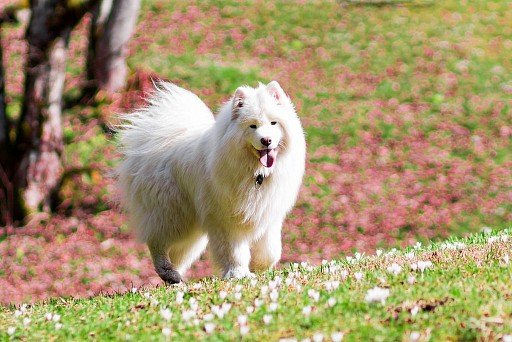 Samoyed dog