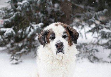 Saint Bernard