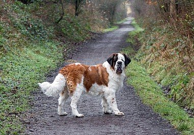 Saint Bernard