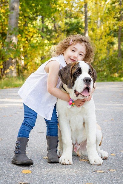 Child with a St. Bernard puppy