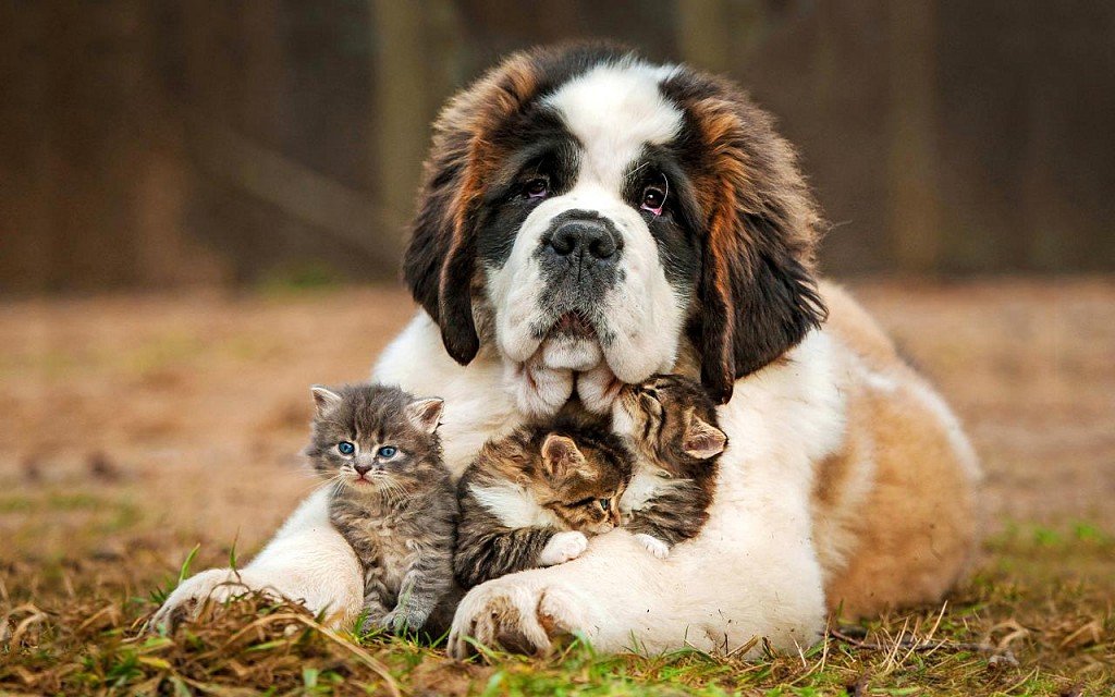 St. Bernard with kittens