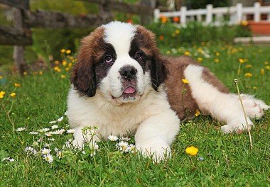 Saint Bernard