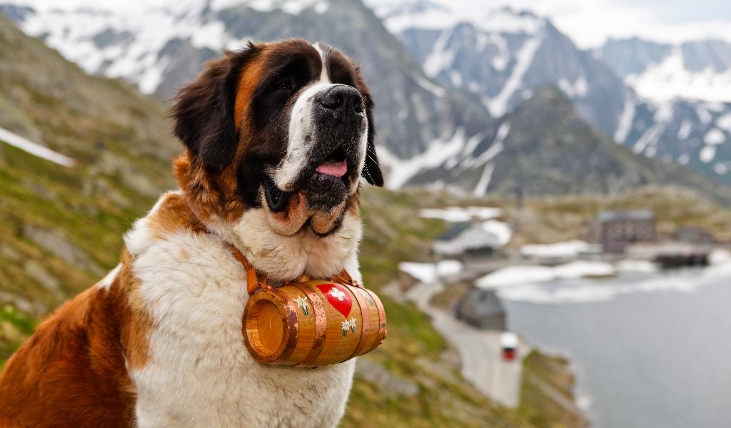 Saint Bernard