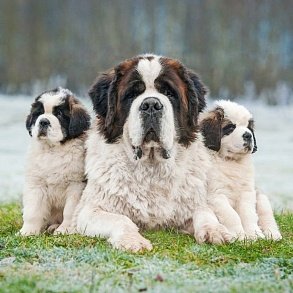 St. Bernard