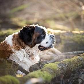 St. Bernard