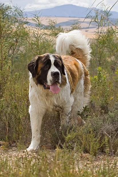 St. Bernard