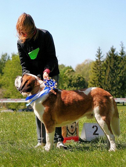 St. Bernard on display