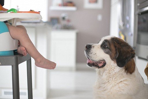 St. Bernard with child