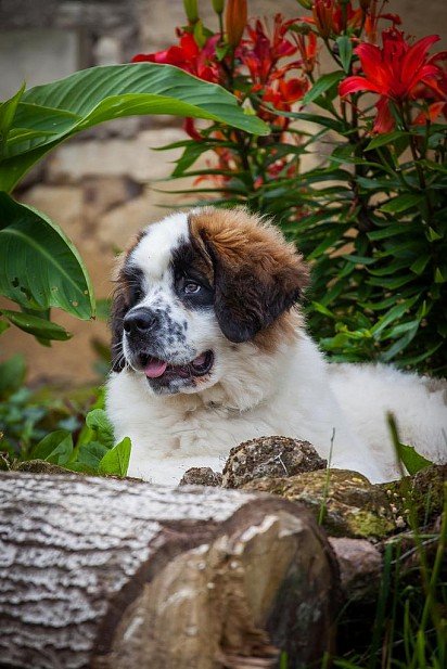 St. Bernard puppy