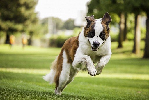 St. Bernard Enjoys a Walk in the Park