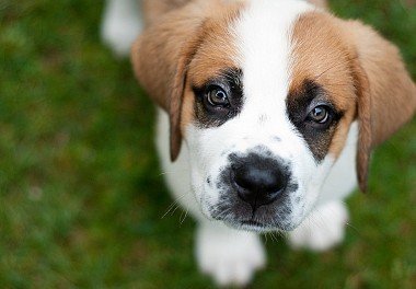 Saint Bernard