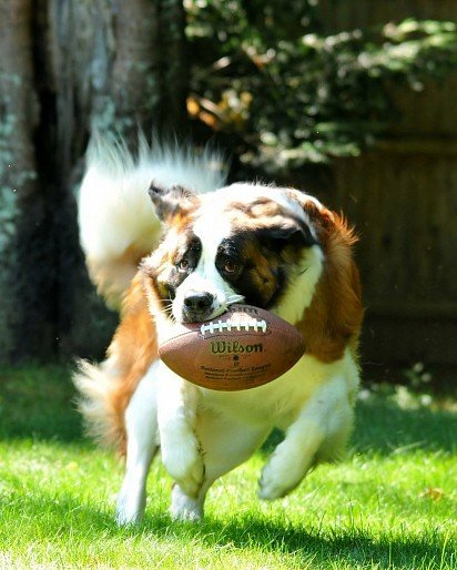 St. Bernard playing with a ball