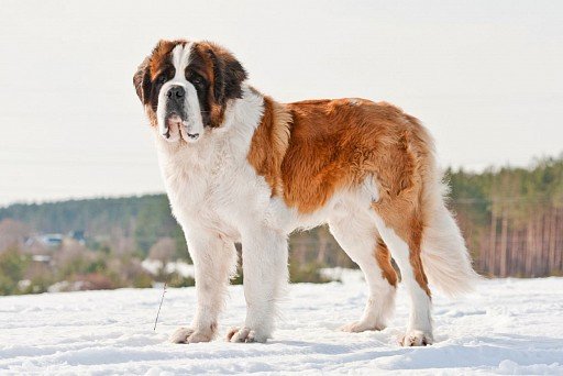 St. Bernard