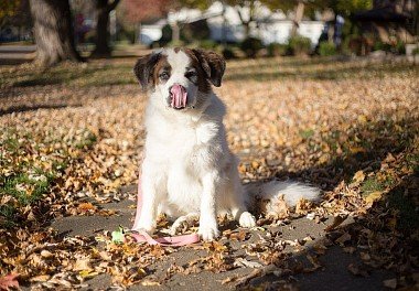 St. Bernard