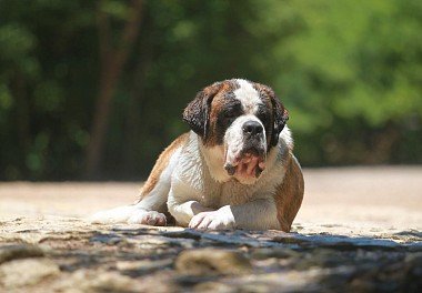 Saint Bernard