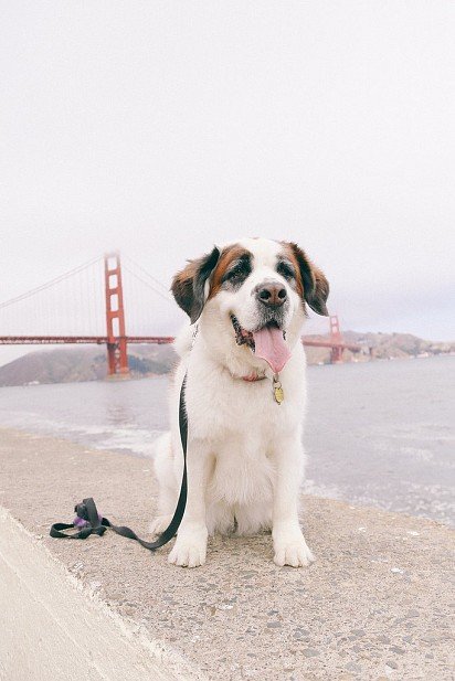 San Francisco St. Bernard