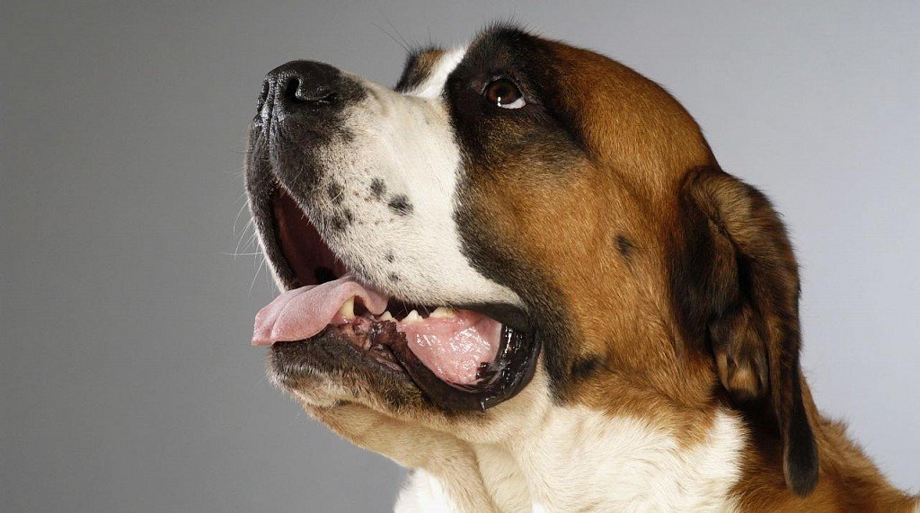 St. Bernard's Muzzle