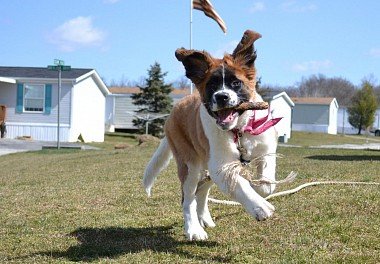 Saint Bernard