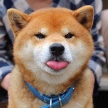 Shiba inu