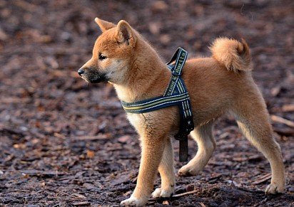 Shiba Inu puppy