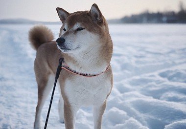 Shiba Inu