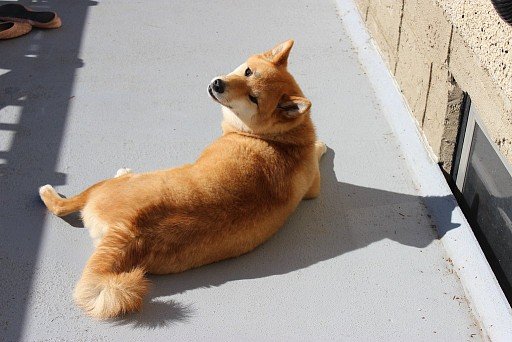 Shiba-inu