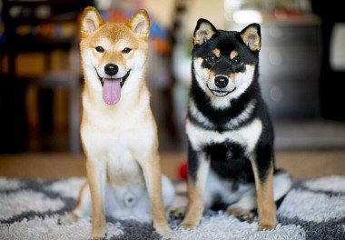 Shiba Inu