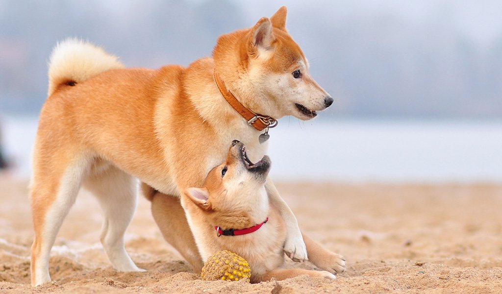 Shiba Inu