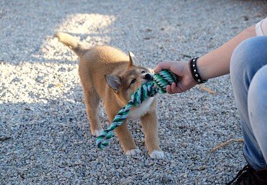 Shiba-inu